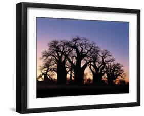 Dawn Sky Silhouettes from Grove of Ancient Baobab Trees, known as Baines' Baobabs, Botswana-Nigel Pavitt-Framed Photographic Print