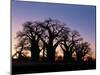 Dawn Sky Silhouettes from Grove of Ancient Baobab Trees, known as Baines' Baobabs, Botswana-Nigel Pavitt-Mounted Photographic Print