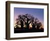 Dawn Sky Silhouettes from Grove of Ancient Baobab Trees, known as Baines' Baobabs, Botswana-Nigel Pavitt-Framed Photographic Print