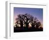 Dawn Sky Silhouettes from Grove of Ancient Baobab Trees, known as Baines' Baobabs, Botswana-Nigel Pavitt-Framed Photographic Print