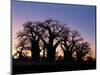 Dawn Sky Silhouettes from Grove of Ancient Baobab Trees, known as Baines' Baobabs, Botswana-Nigel Pavitt-Mounted Photographic Print