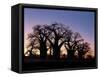 Dawn Sky Silhouettes from Grove of Ancient Baobab Trees, known as Baines' Baobabs, Botswana-Nigel Pavitt-Framed Stretched Canvas