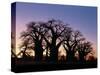 Dawn Sky Silhouettes from Grove of Ancient Baobab Trees, known as Baines' Baobabs, Botswana-Nigel Pavitt-Stretched Canvas