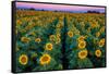 Dawn Sunflowers-John Gavrilis-Framed Stretched Canvas