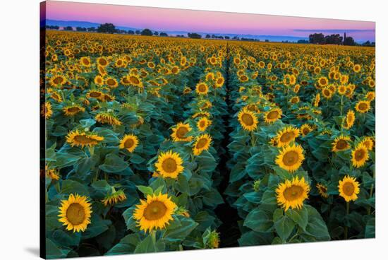 Dawn Sunflowers-John Gavrilis-Stretched Canvas