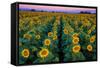 Dawn Sunflowers-John Gavrilis-Framed Stretched Canvas