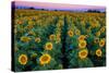 Dawn Sunflowers-John Gavrilis-Stretched Canvas