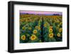 Dawn Sunflowers-John Gavrilis-Framed Photographic Print