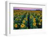 Dawn Sunflowers-John Gavrilis-Framed Photographic Print