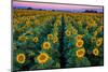 Dawn Sunflowers-John Gavrilis-Mounted Photographic Print