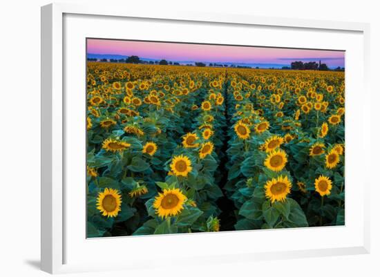 Dawn Sunflowers-John Gavrilis-Framed Photographic Print