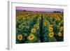 Dawn Sunflowers-John Gavrilis-Framed Photographic Print