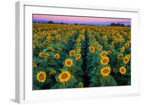 Dawn Sunflowers-John Gavrilis-Framed Photographic Print