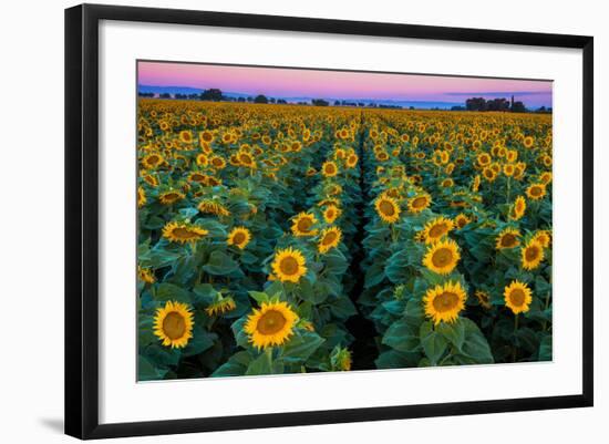 Dawn Sunflowers-John Gavrilis-Framed Photographic Print