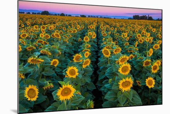 Dawn Sunflowers-John Gavrilis-Mounted Photographic Print