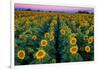 Dawn Sunflowers-John Gavrilis-Framed Photographic Print