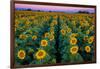 Dawn Sunflowers-John Gavrilis-Framed Photographic Print