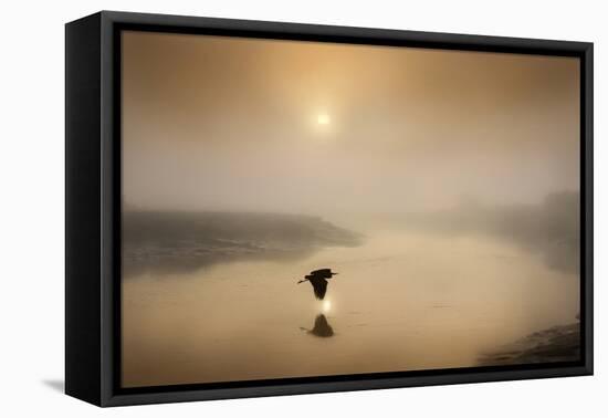 Dawn Swoop-Adrian Campfield-Framed Stretched Canvas