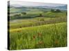 Dawn View of Val D'Orcia Showing Belvedere and Rolling Tuscan Countryside, San Quirico D'Orcia-John Woodworth-Stretched Canvas