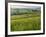 Dawn View of Val D'Orcia Showing Belvedere and Rolling Tuscan Countryside, San Quirico D'Orcia-John Woodworth-Framed Photographic Print