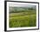 Dawn View of Val D'Orcia Showing Belvedere and Rolling Tuscan Countryside, San Quirico D'Orcia-John Woodworth-Framed Photographic Print