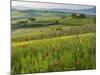 Dawn View of Val D'Orcia Showing Belvedere and Rolling Tuscan Countryside, San Quirico D'Orcia-John Woodworth-Mounted Photographic Print