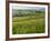 Dawn View of Val D'Orcia Showing Belvedere and Rolling Tuscan Countryside, San Quirico D'Orcia-John Woodworth-Framed Photographic Print