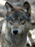 Gray Wolf Endangered-Dawn Villella-Framed Stretched Canvas