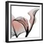 Dawned Calla Lily-Albert Koetsier-Framed Photographic Print