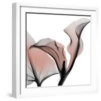 Dawned Calla Lily-Albert Koetsier-Framed Photographic Print