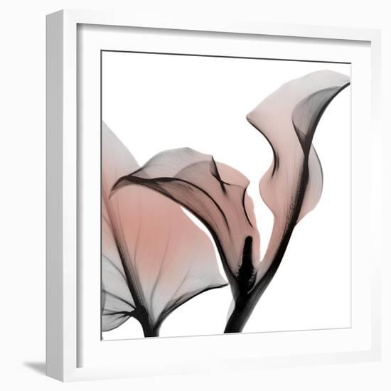 Dawned Calla Lily-Albert Koetsier-Framed Photographic Print