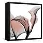 Dawned Calla Lily-Albert Koetsier-Framed Stretched Canvas