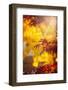 Day Dreaming-Philippe Sainte-Laudy-Framed Photographic Print