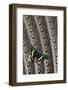 Day-Flying Moth, Madagascan Sunset Moth on Argus Pheasant Design-Darrell Gulin-Framed Photographic Print