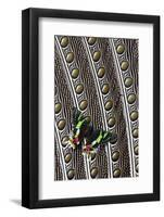 Day-Flying Moth, Madagascan Sunset Moth on Argus Pheasant Design-Darrell Gulin-Framed Photographic Print