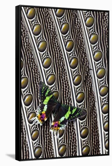 Day-Flying Moth, Madagascan Sunset Moth on Argus Pheasant Design-Darrell Gulin-Framed Stretched Canvas