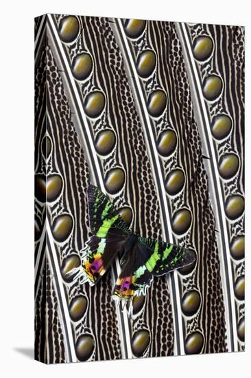 Day-Flying Moth, Madagascan Sunset Moth on Argus Pheasant Design-Darrell Gulin-Stretched Canvas