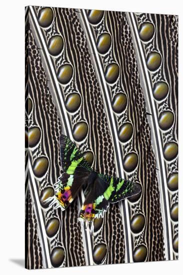 Day-Flying Moth, Madagascan Sunset Moth on Argus Pheasant Design-Darrell Gulin-Stretched Canvas