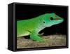 Day Gecko, Ankarana Special Reserve, Madagascar-Pete Oxford-Framed Stretched Canvas