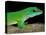 Day Gecko, Ankarana Special Reserve, Madagascar-Pete Oxford-Stretched Canvas