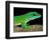 Day Gecko, Ankarana Special Reserve, Madagascar-Pete Oxford-Framed Photographic Print