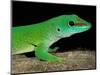 Day Gecko, Ankarana Special Reserve, Madagascar-Pete Oxford-Mounted Photographic Print