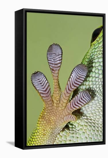 Day Gecko Close Up of Foot-null-Framed Stretched Canvas