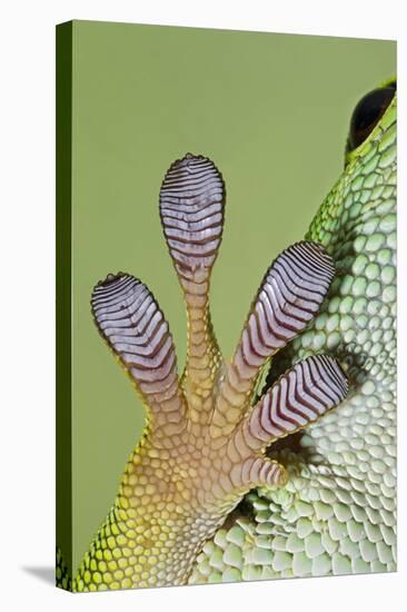 Day Gecko Close Up of Foot-null-Stretched Canvas