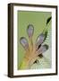 Day Gecko Close Up of Foot-null-Framed Photographic Print