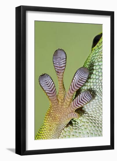 Day Gecko Close Up of Foot-null-Framed Photographic Print