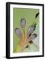 Day Gecko Close Up of Foot-null-Framed Photographic Print