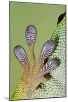 Day Gecko Close Up of Foot-null-Mounted Photographic Print