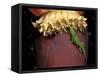 Day Gecko, Ranamofana, Madagascar-Pete Oxford-Framed Stretched Canvas