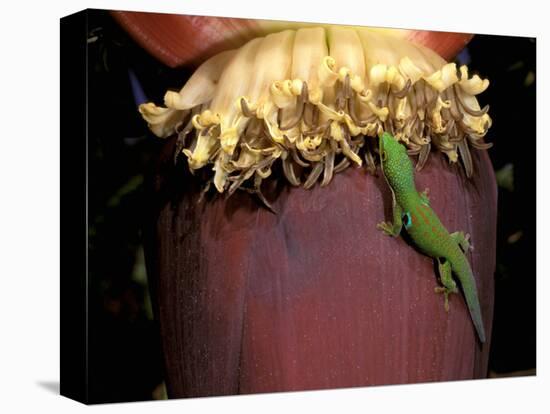 Day Gecko, Ranamofana, Madagascar-Pete Oxford-Stretched Canvas
